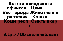 Котята канадского сфинкса › Цена ­ 15 - Все города Животные и растения » Кошки   . Коми респ.,Сыктывкар г.